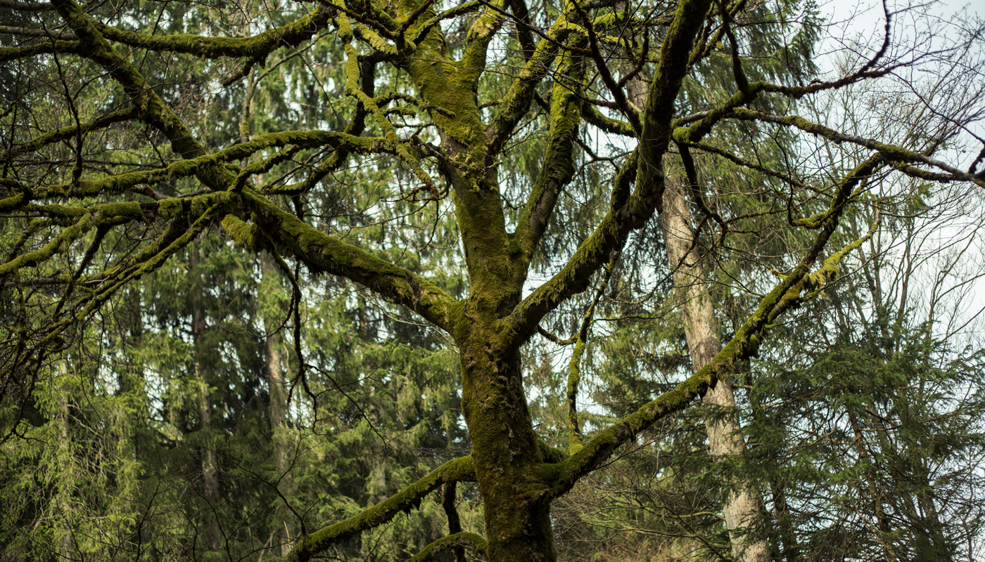 walden_0110