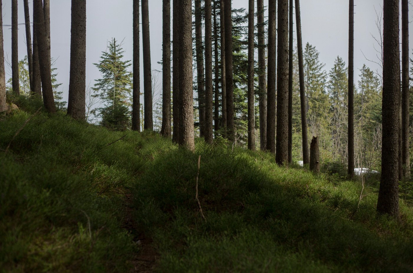 walden_0126