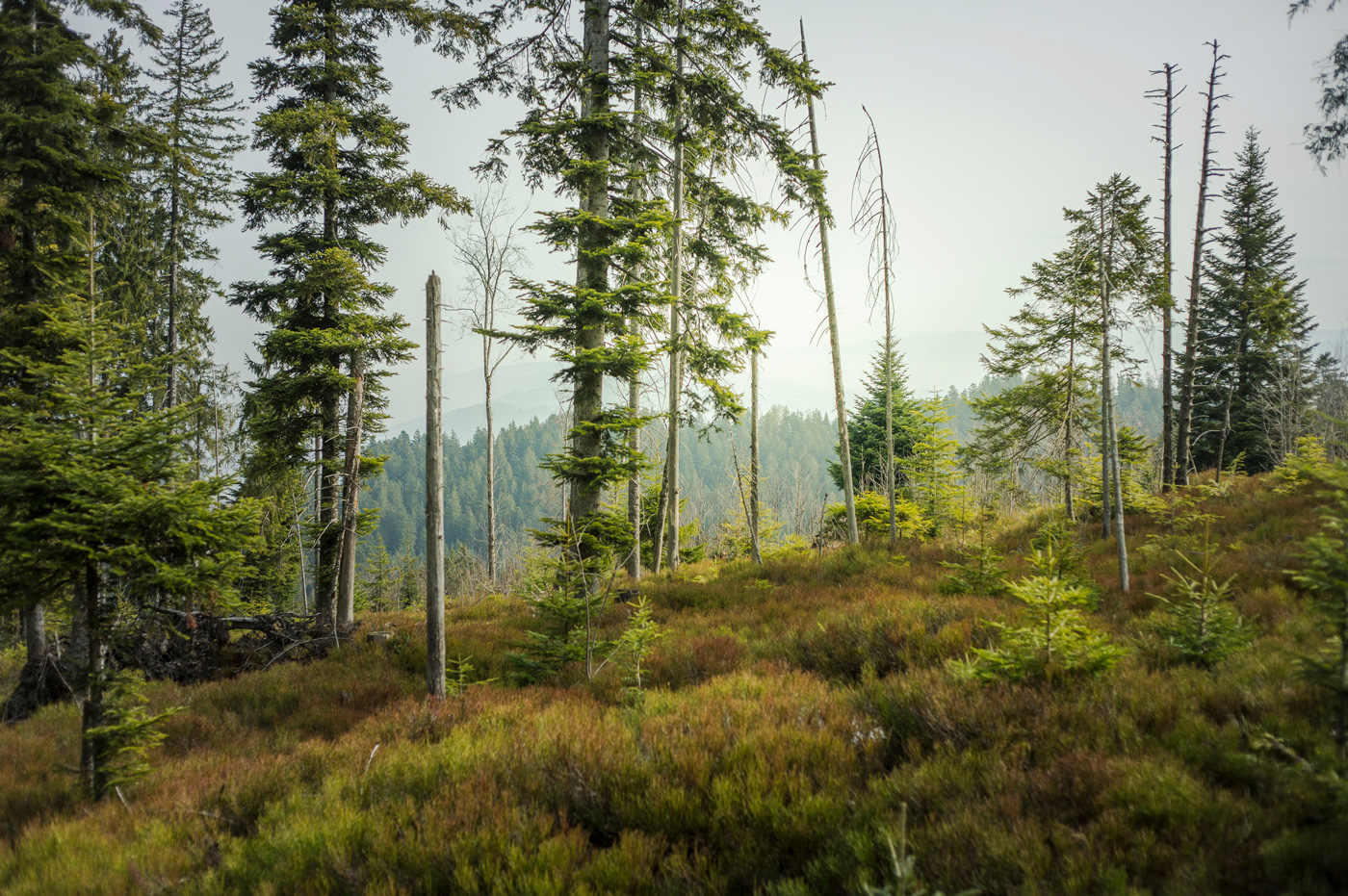walden_016